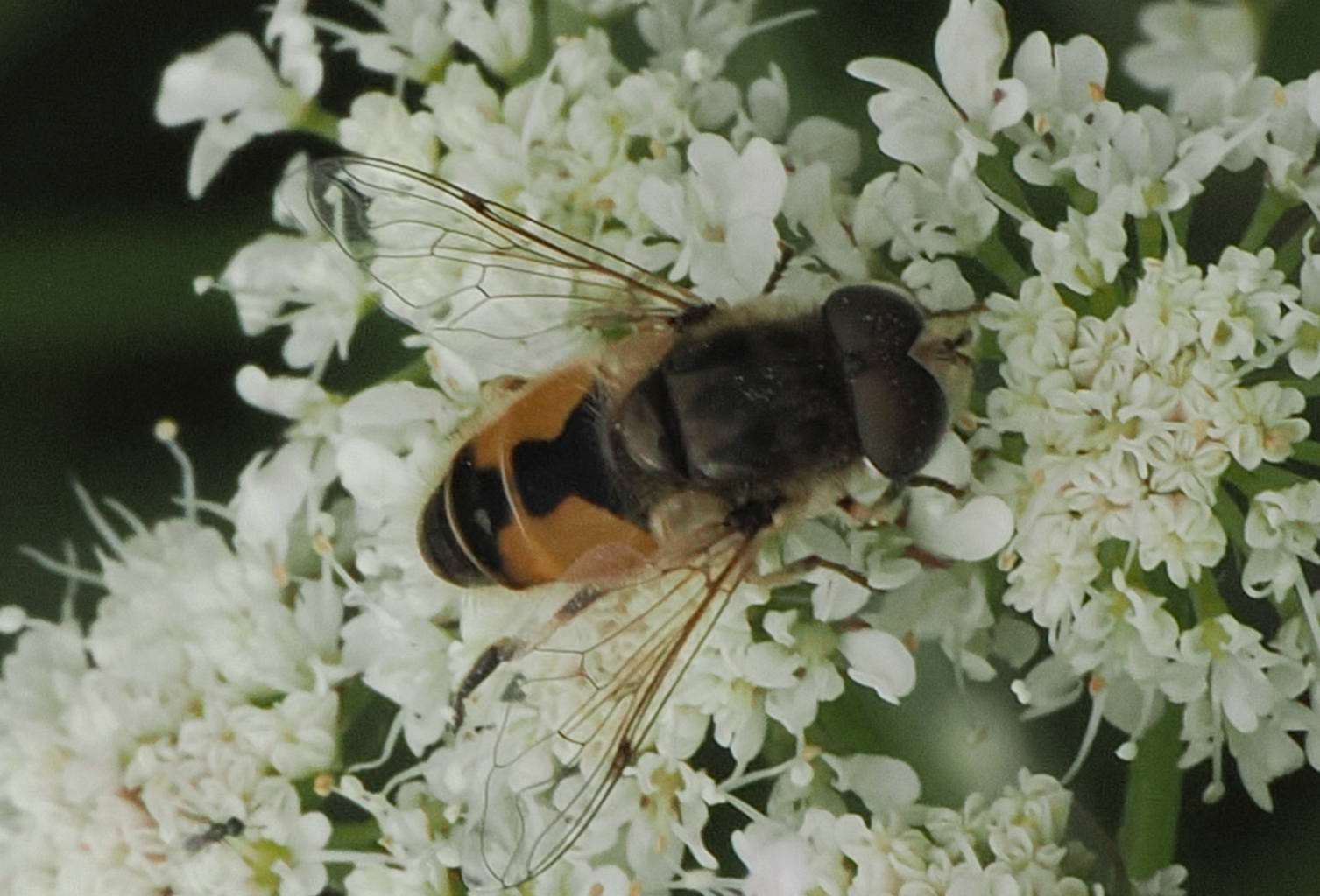Eristalis-arbustorum